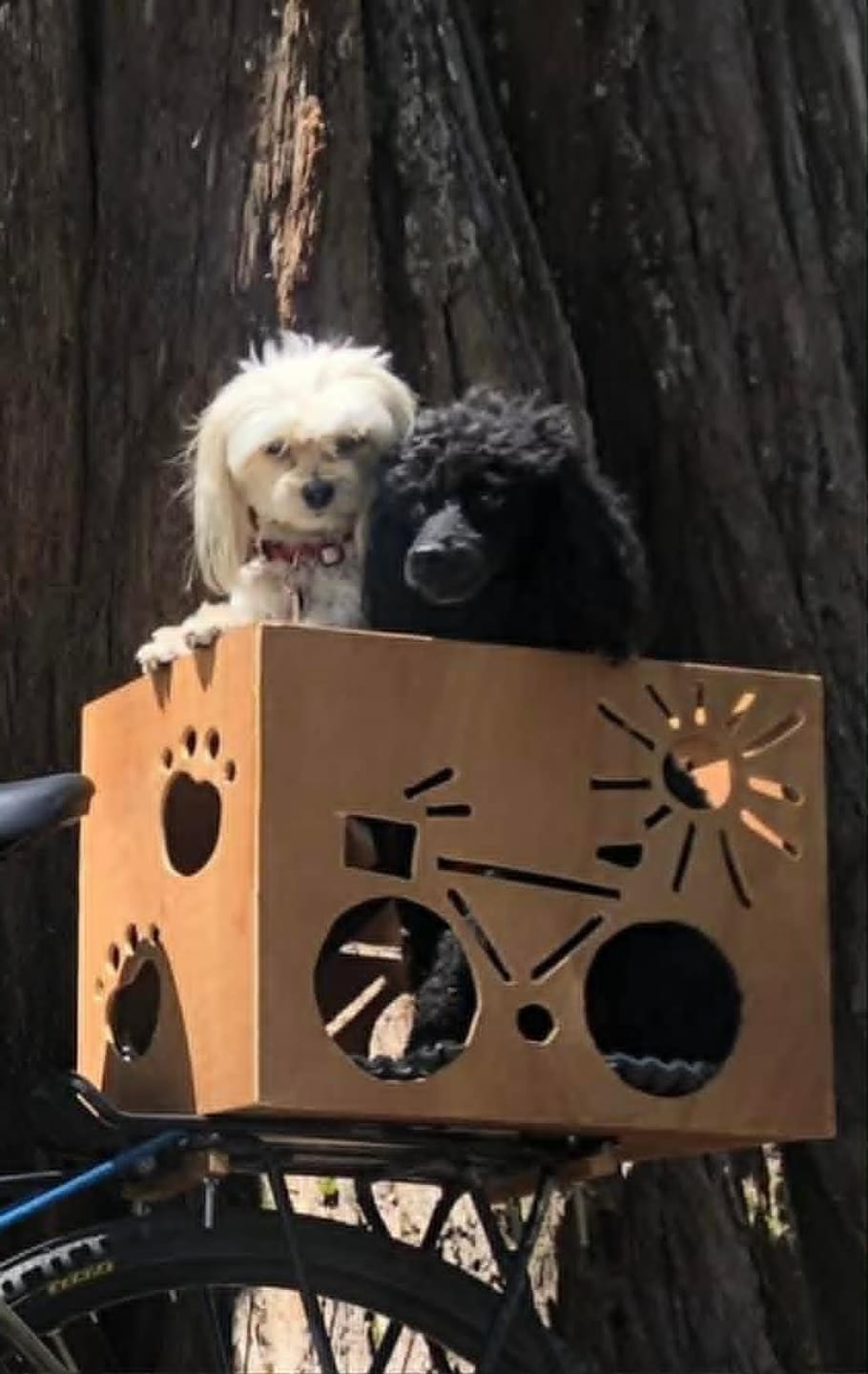 Customer photo review of PEASY (Stress, Anxiété, Nervosité) pour chiens et chats