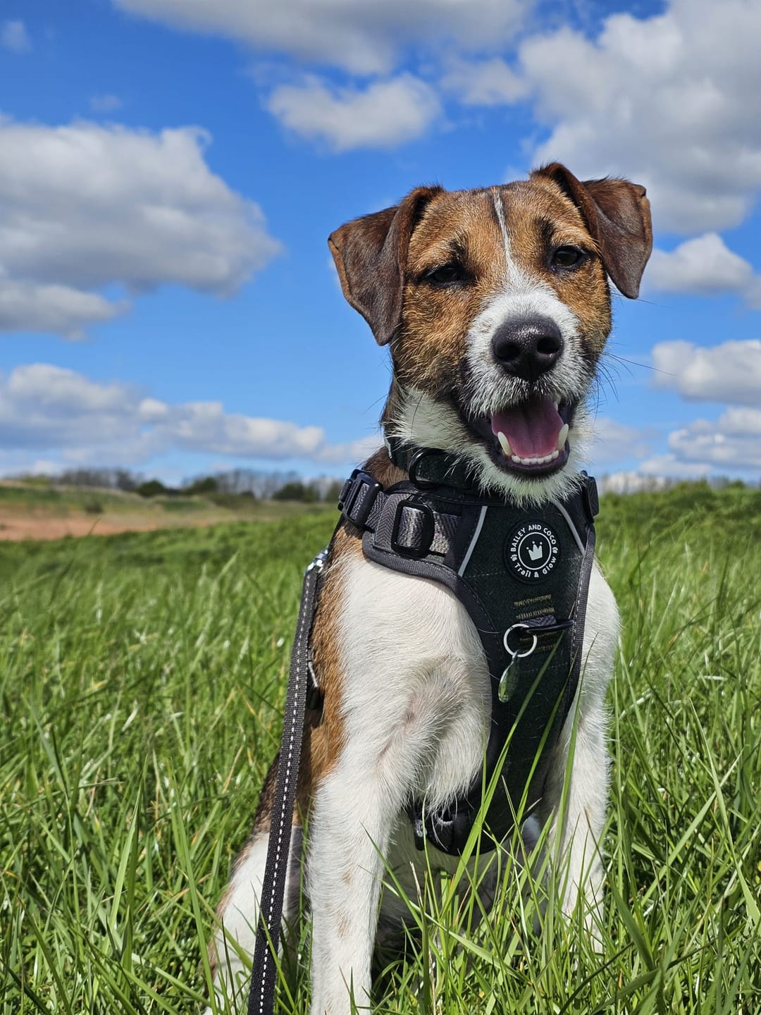 Customer photo review of Trail & Glow® Dog Harness Bundle Set - Forest Tweed