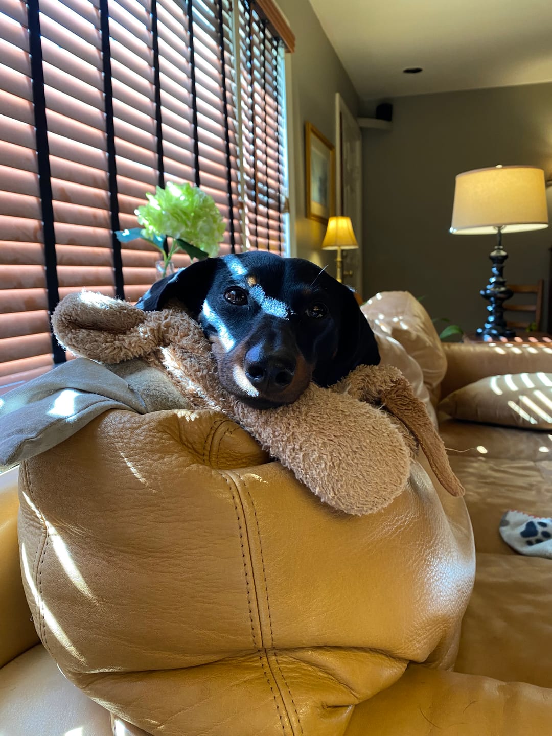 Customer photo review of 6 Inch Standard Bully Stick