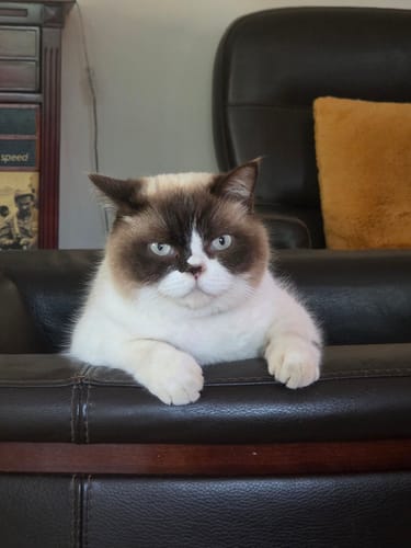 Client : son joli chat bicolore assis sur un canapé, qui se régale avec les croquettes au saumon.