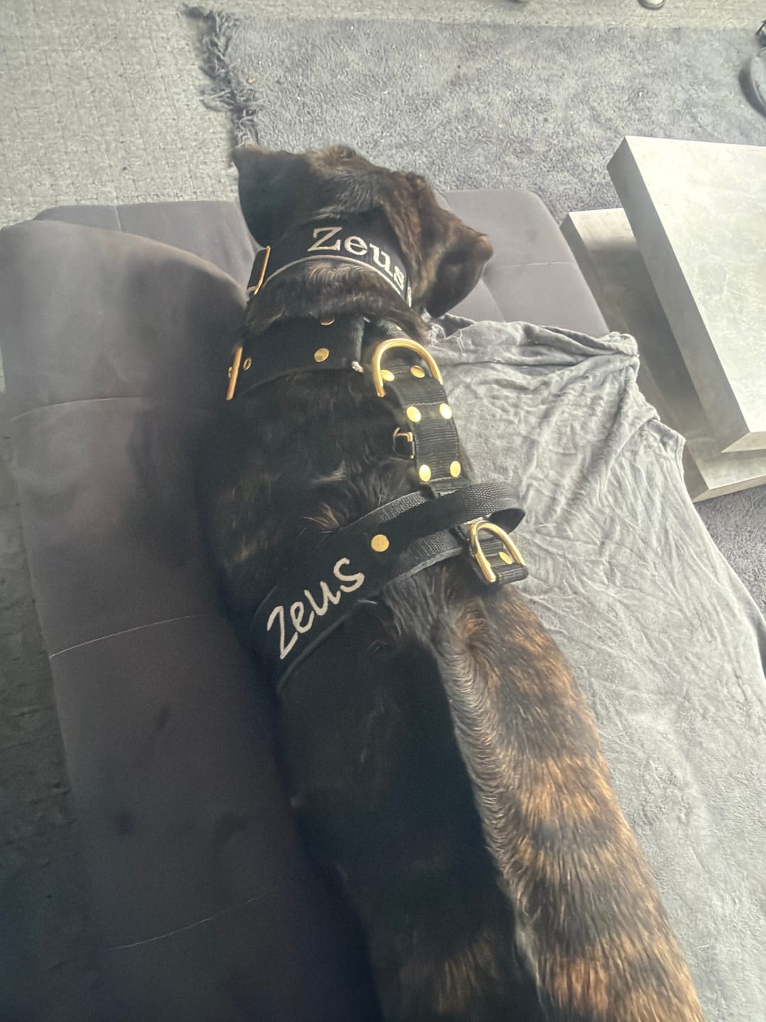 Customer photo review of Hundsele med namn