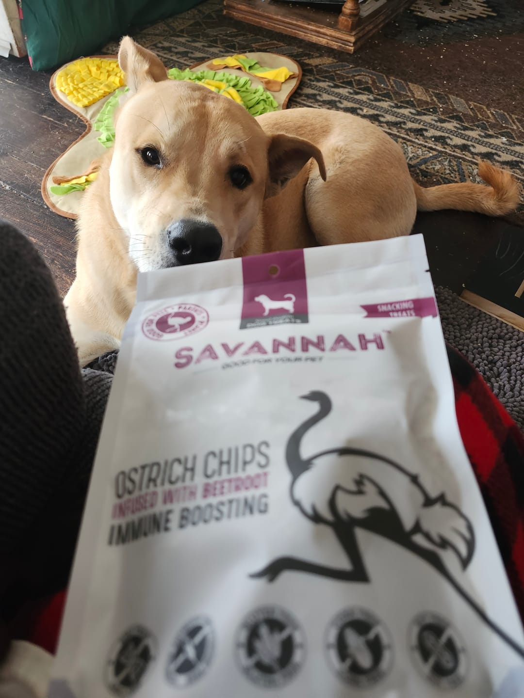 Customer photo review of Ostrich Chips with Beetroot (2.5oz): The Flavorful, Immune System Supporting Treat for Dogs
