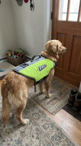 Customer photo review of Adjustable Reflective Dog Life Jacket with Rescue Handle