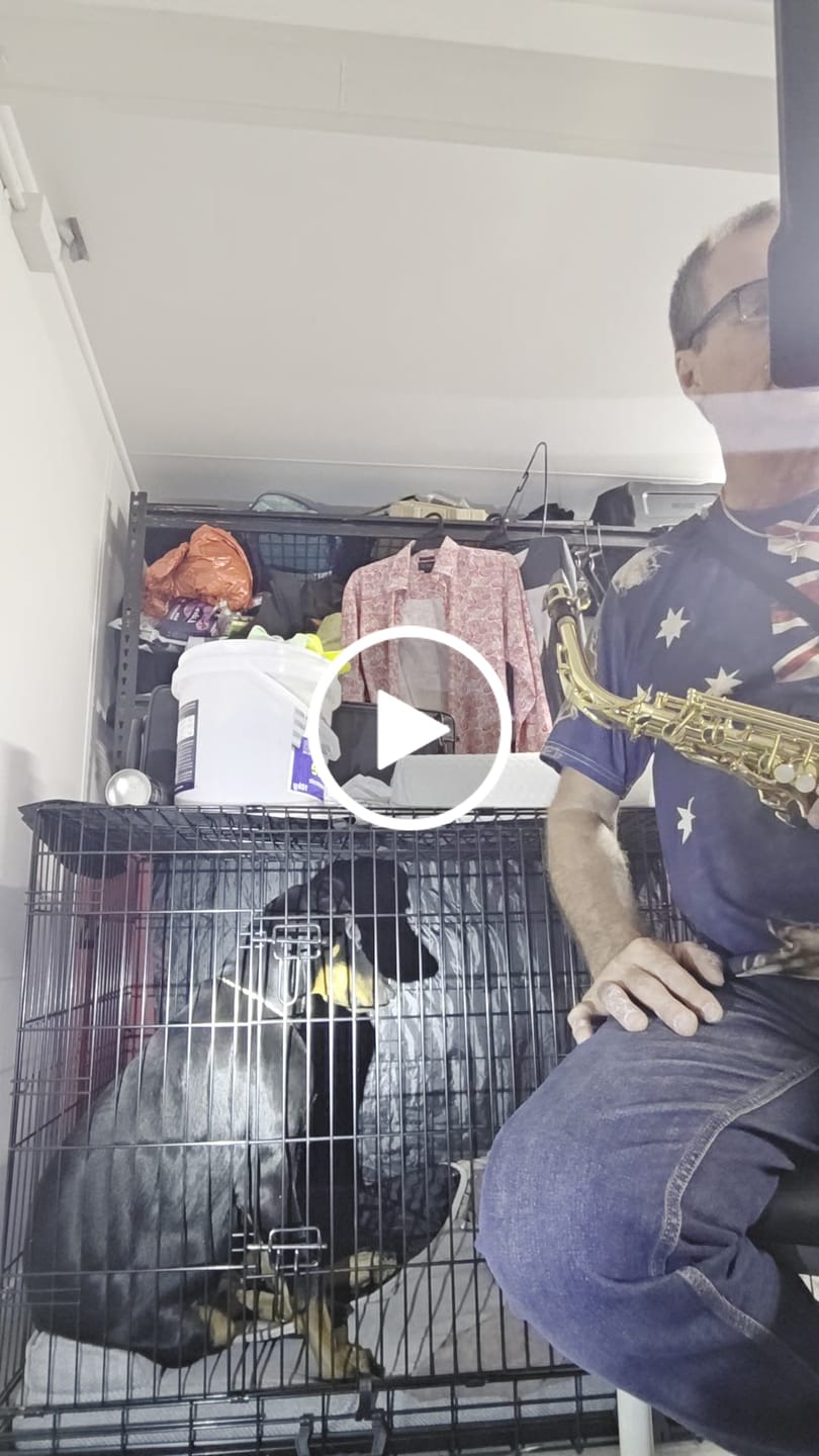 Customer video review of Hand Made Leather Dog Collar - Ruthless Black & Brass (Wide Fit)