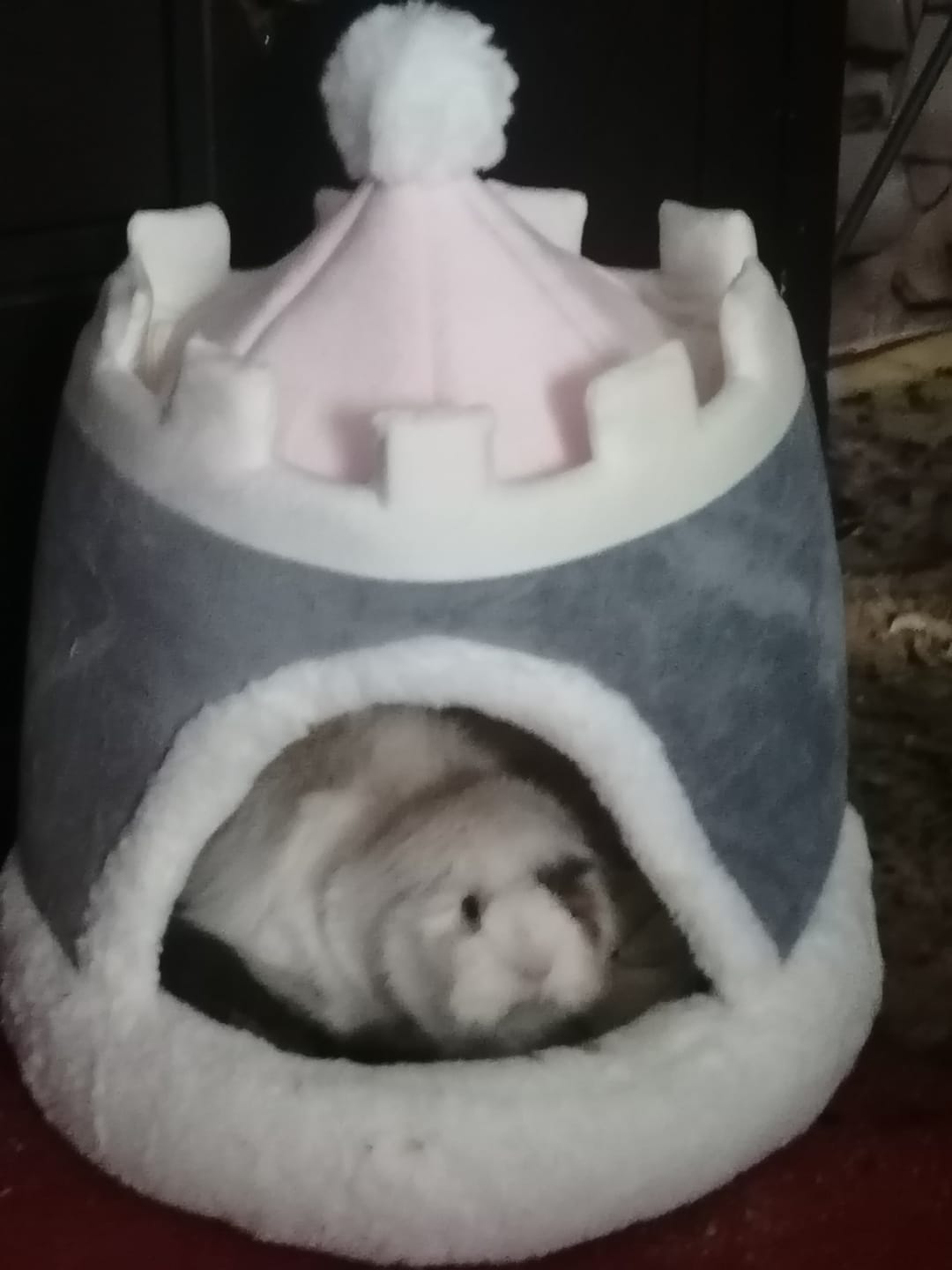 Customer photo review of 🎄 Oh Tannenbaumhaus – Das kuschelige Weihnachts-Versteck für deine Meerschweinchen