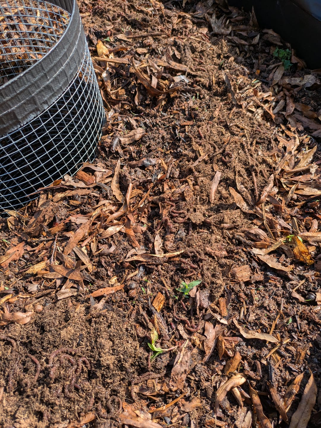 Customer photo review of Red Wigglers Composting Worms