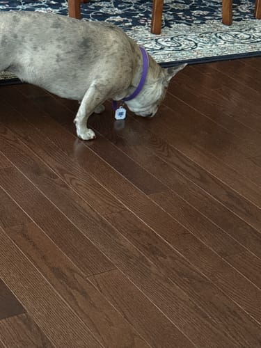 Customer's grey dog sniffing the floor while wearing the purple PawLax Collar.