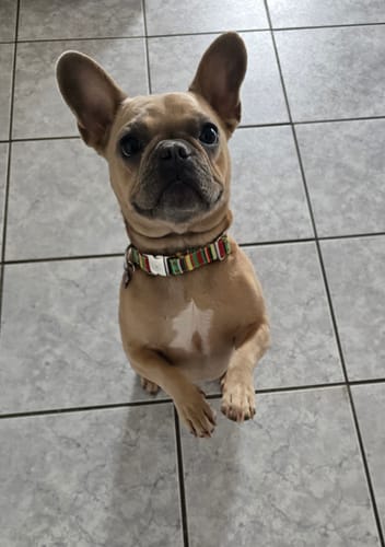 Customer photo review of Mystery Box - Dog