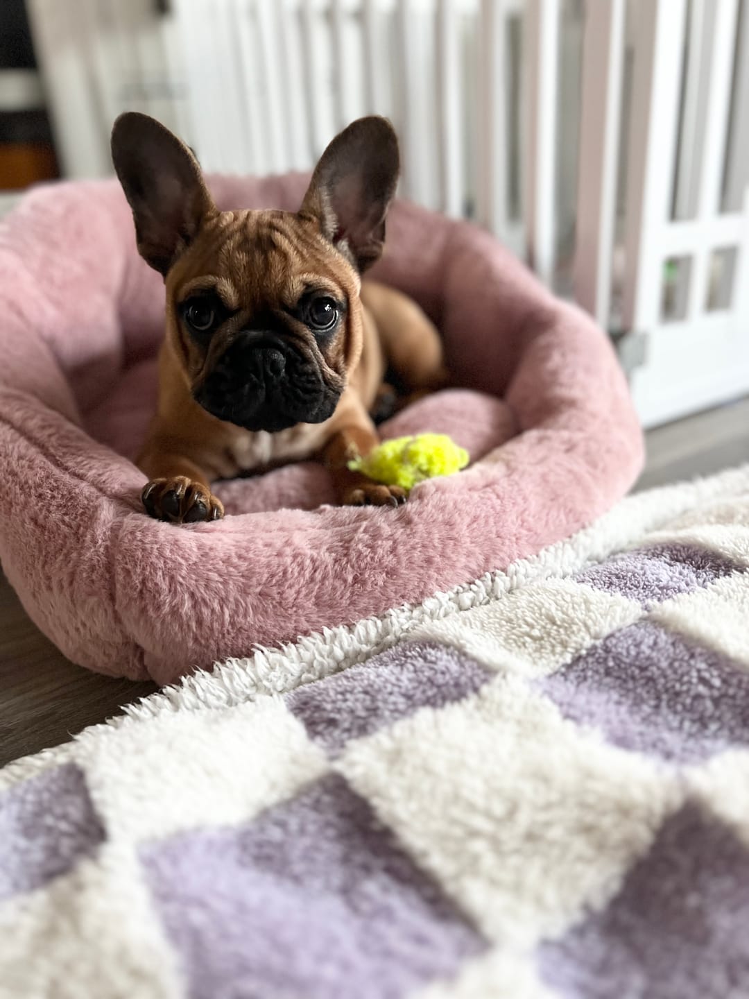 Customer photo review of Calming Lounger Dog Bed