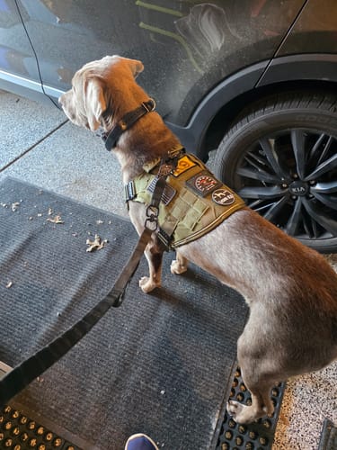 Customer's dog wearing the green Team K9™ Dog Harness with patches, viewed from behind in a garage.
