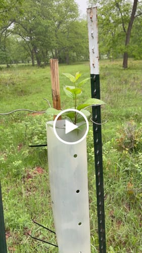 Customer video review of Non-Typical Apple™