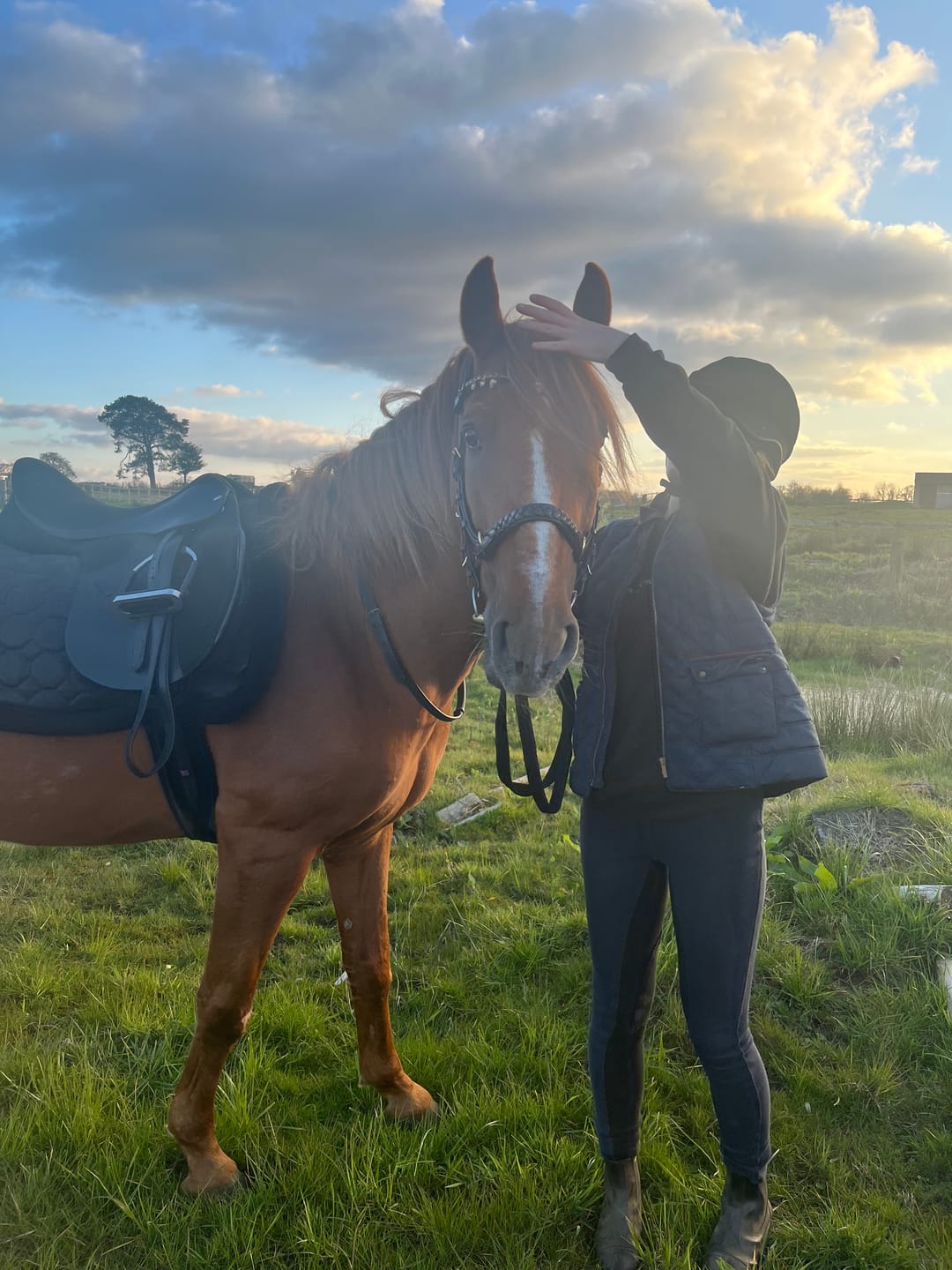 Customer photo review of Odessa bonita Multi Bridle padded, bit to bitless system no.1