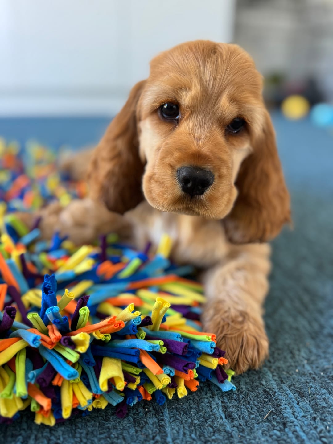 Customer photo review of The Ultimate Puppy Bundle