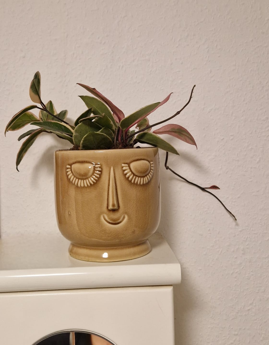 Customer photo review of SUBSTRAT - MISCHUNG ZIMMERPFLANZEN