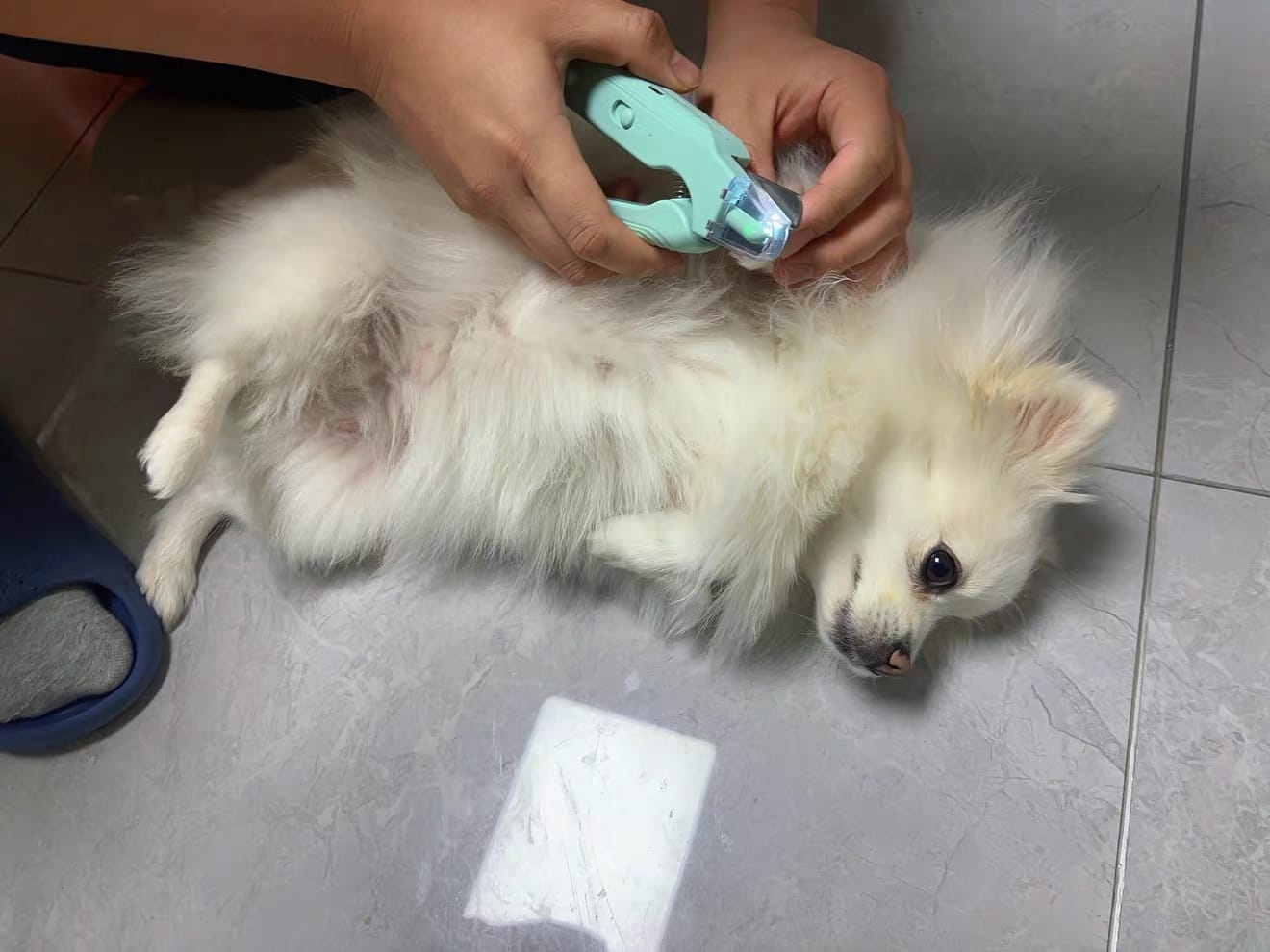 Customer photo review of 2-in-1 LED Pet Nail Trimmer