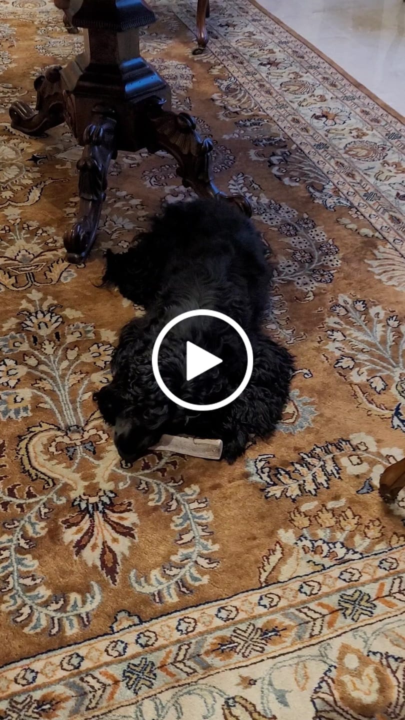Customer video review of Asta de ciervo para perros - Principiante