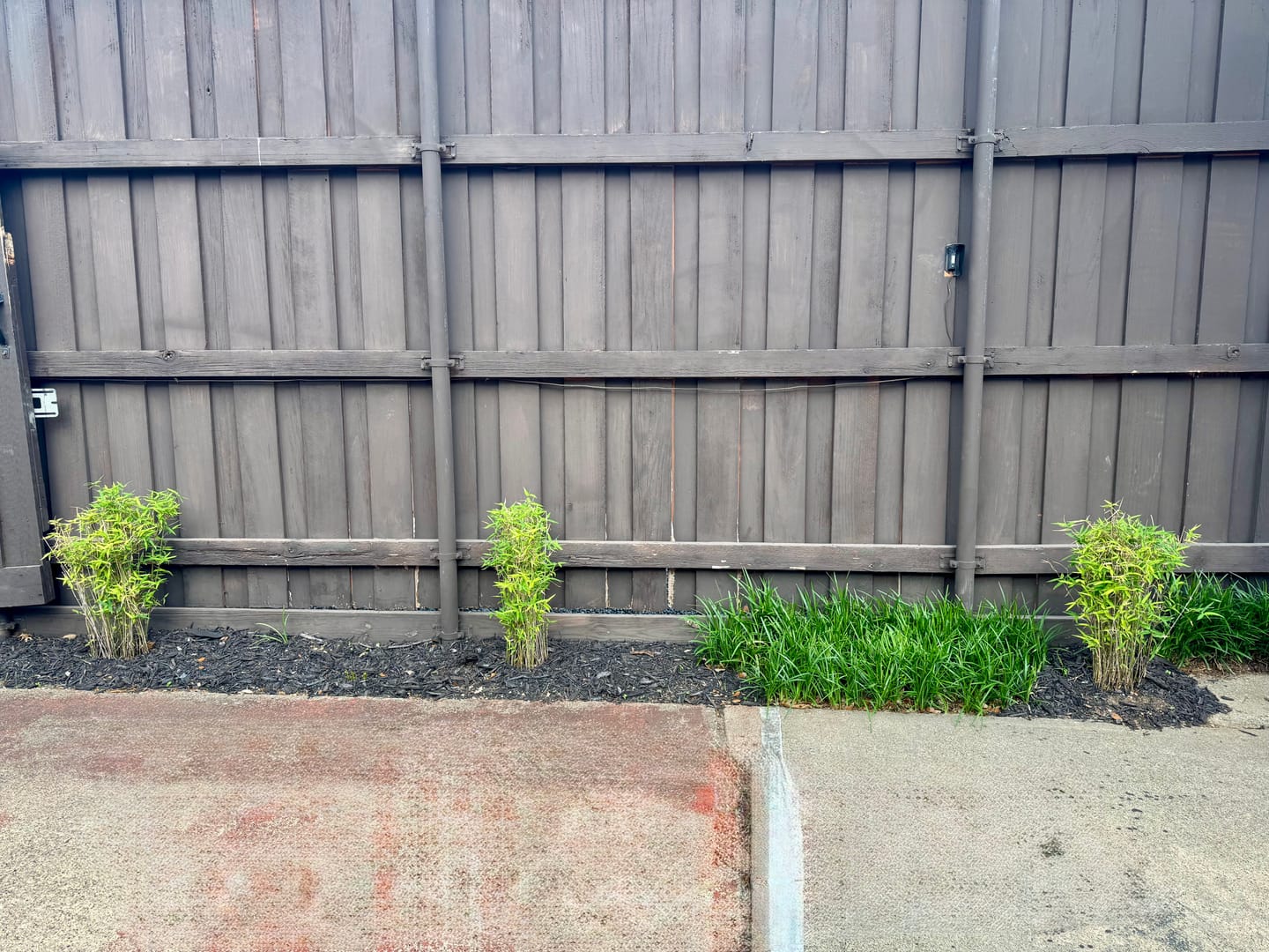 Customer photo review of Graceful Gracilis Bamboo, Slender Weaver