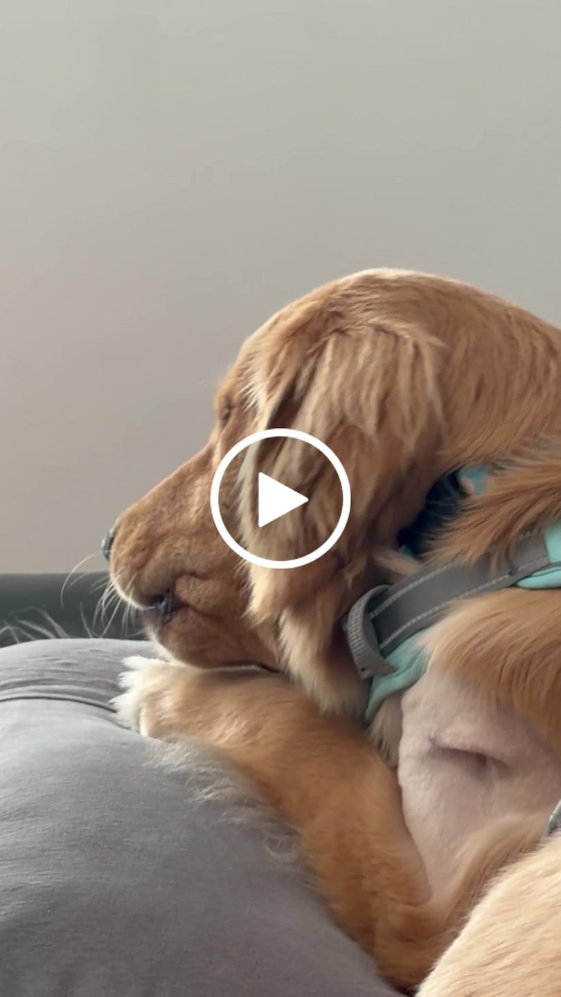Customer video review of Ostrich Foot Bone (7" x 3.5"): The Flavorful & Long-Lasting Chew for Small to Medium Dogs