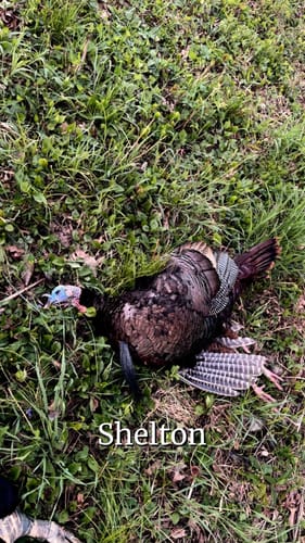 Customer photo review of Crystal Over Slate Pot Call - All Weather