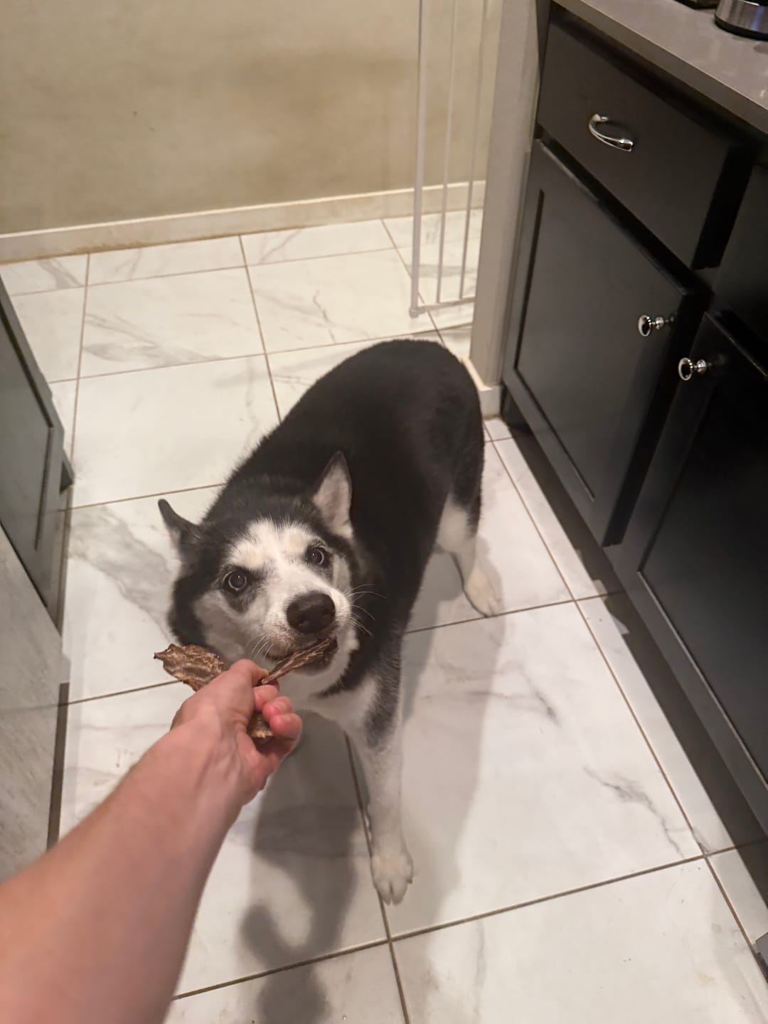 Customer photo review of 6 Inch Beef Jerky Strip