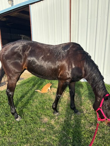 Customer photo review of OptiWize Collagen +Plus Horse Joint Supplement