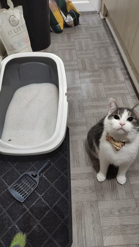 Customer photo review of 3 Month Supply - 2 Cats