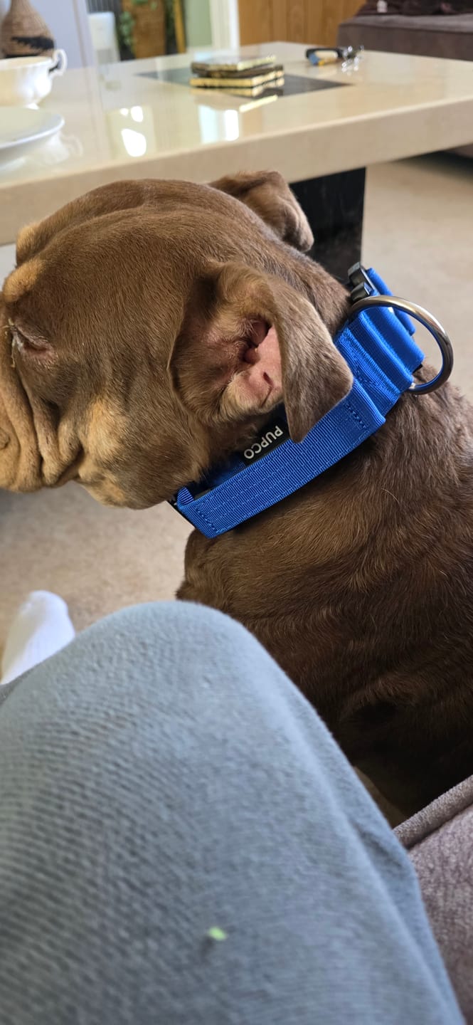 Customer photo review of Performance collar with handle 5CM - Blue