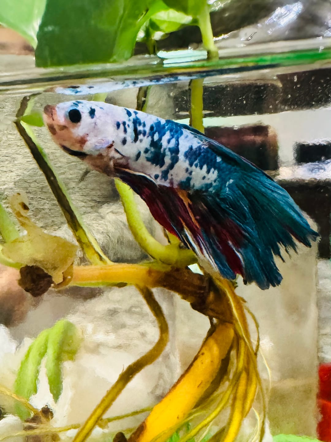 Customer photo review of Multicolor Halfmoon Male Betta Fish | High Grade | Order Directly From Farm |  You Pick Fish |