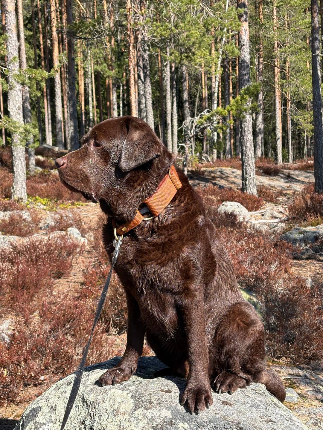 Customer photo review of Martingale Golden Burned Orange - Brett fodrat halsband halvstryp