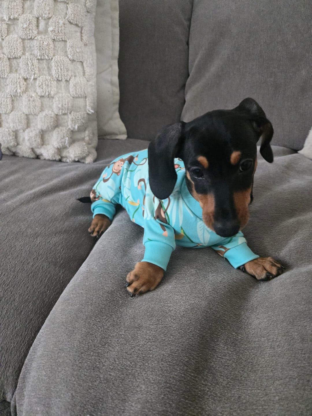 Customer photo review of Dog Pajama - Monkey Business