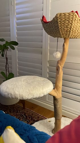 Customer photo review of Michu Premium Real Wooden Cat Tree-Medium- Spacious Australian Feline Haven