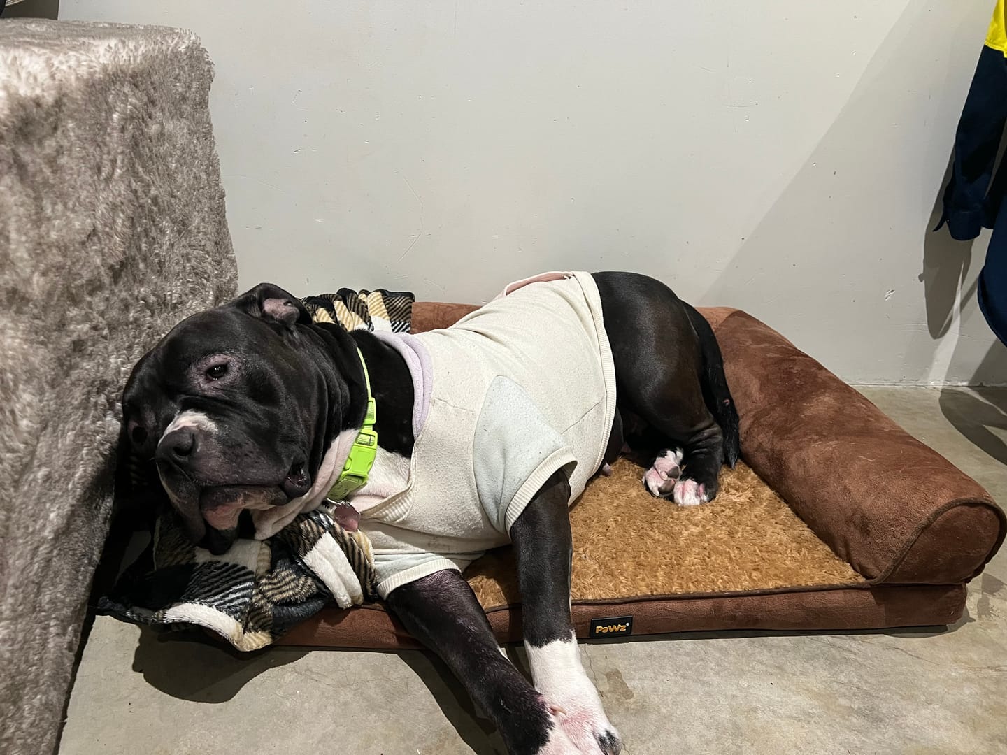 Customer photo review of Pet Sofa Bed