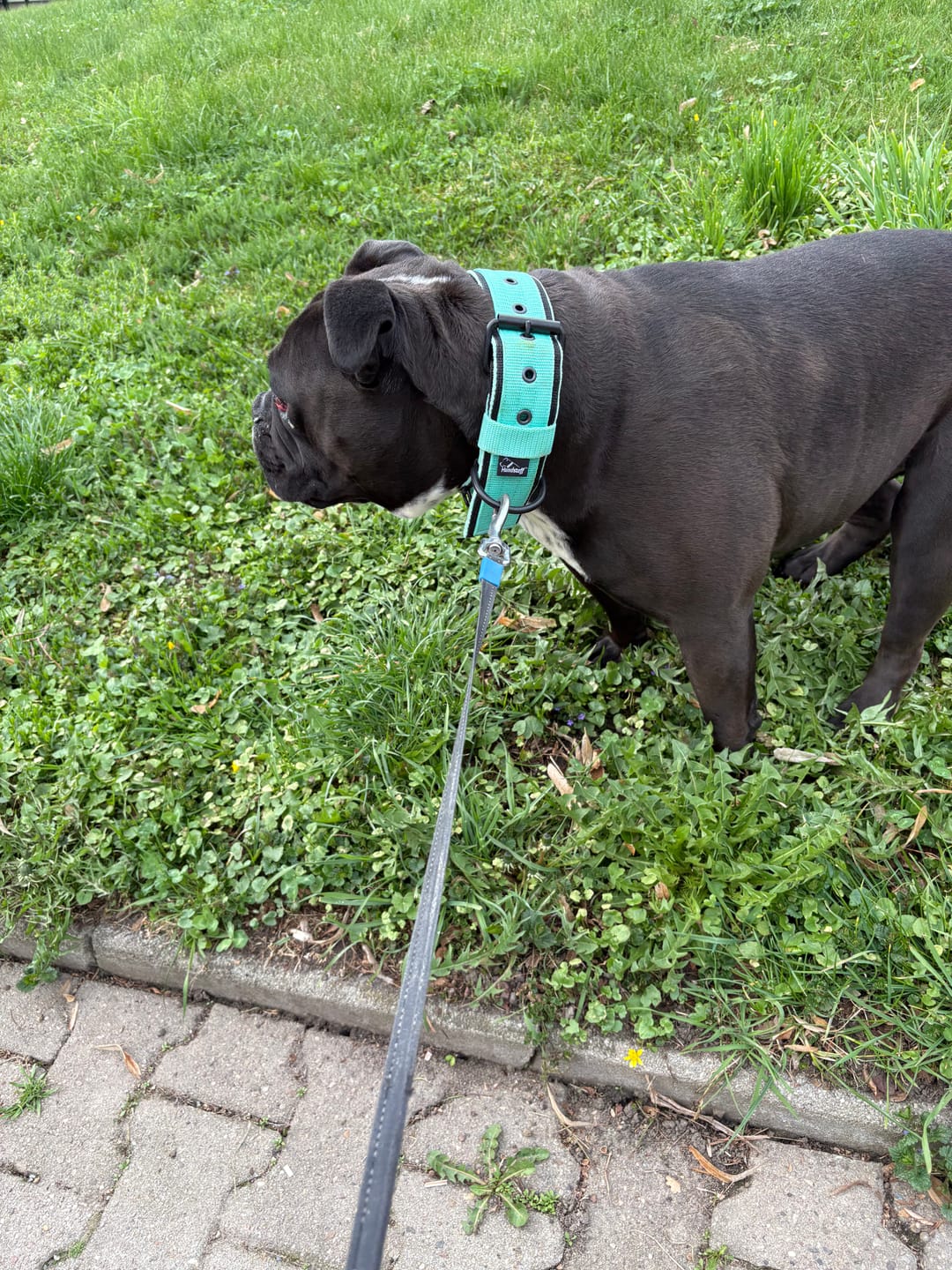 Customer photo review of Active Komfort Black Edition Mint - Brett slitstarkt halsband med spänne