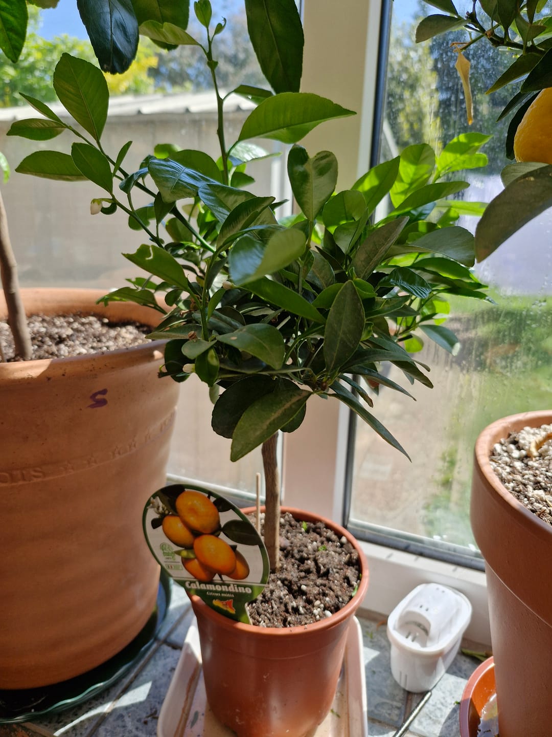 Customer photo review of Mini Calamondin Citrus Tree 50-60cm 2L