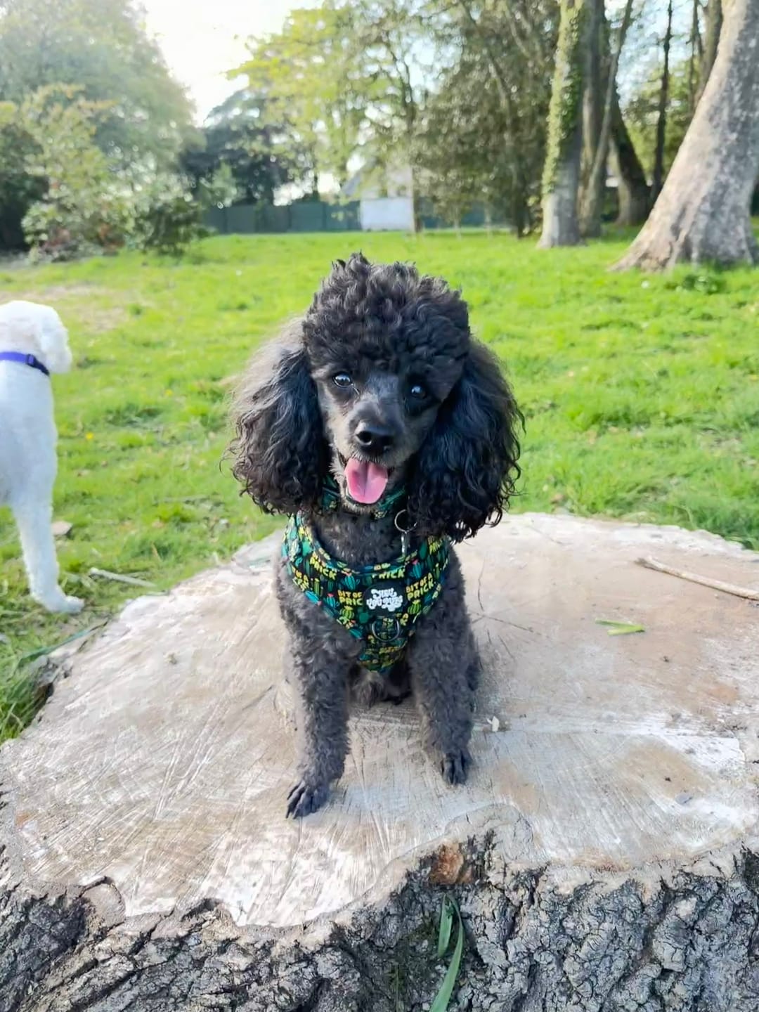 Customer photo review of Bit of a pr**k harness