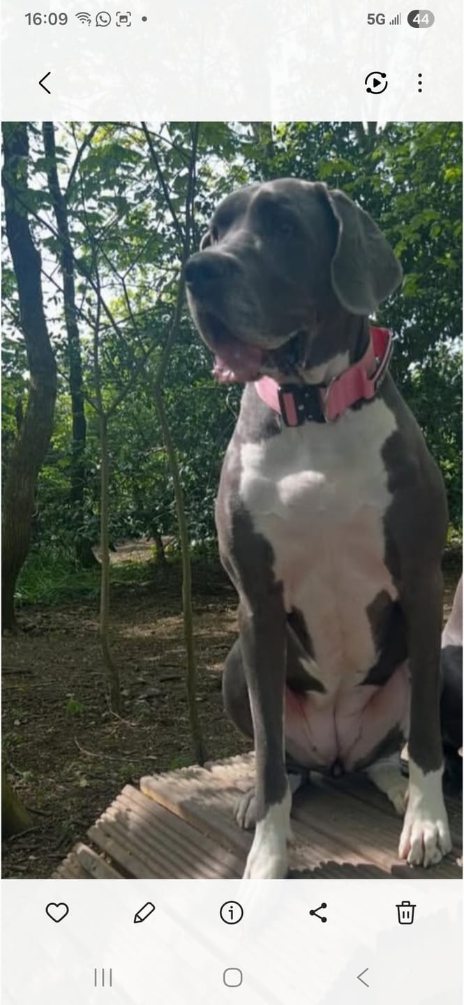 Customer photo review of 5cm Combat® Collar | With Handle & Secure Clip - Pink