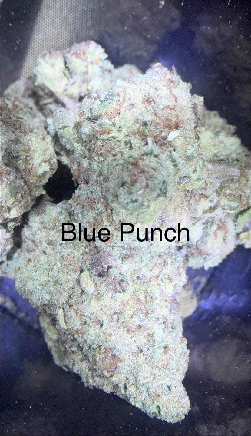 Customer photo review of Double Dream - Bulk - Sativa