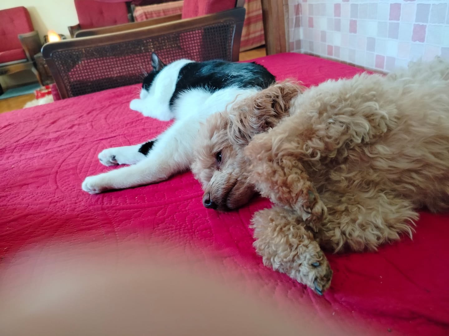 Customer photo review of Diskovi za Uklanjanje Dlaka za Veš Mašinu (Set od 2 Komada)