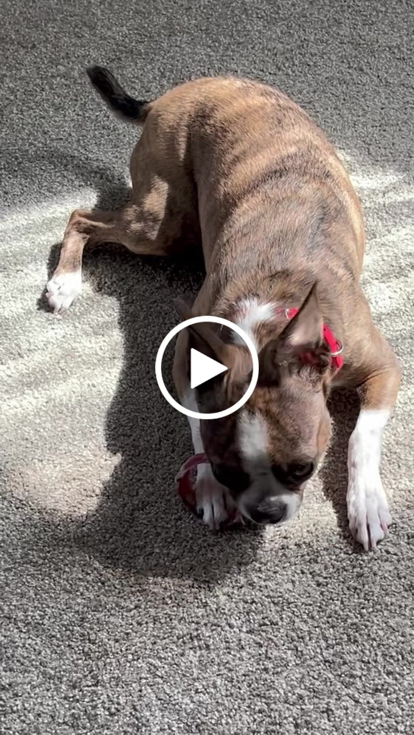 Customer video review of Small Bully Stick Ring