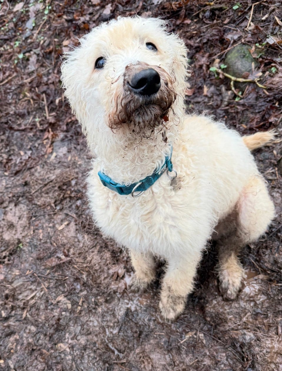 Customer photo review of Comfort Collar