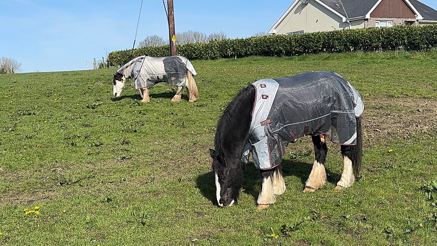 Customer photo review of LE Defender Anti-Insect Fly Rug