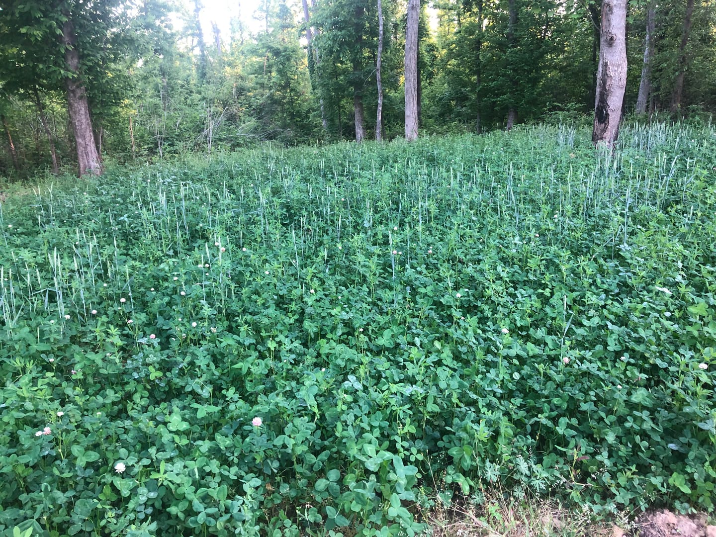 Customer photo review of Comeback Kid™ Food Plot Seed