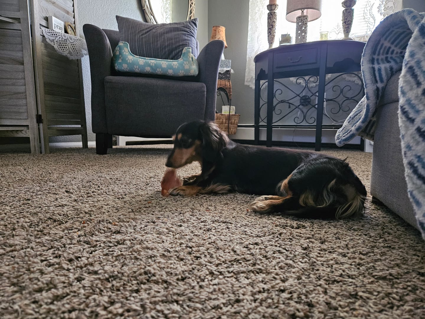 Customer photo review of Blueberry Yak Chews