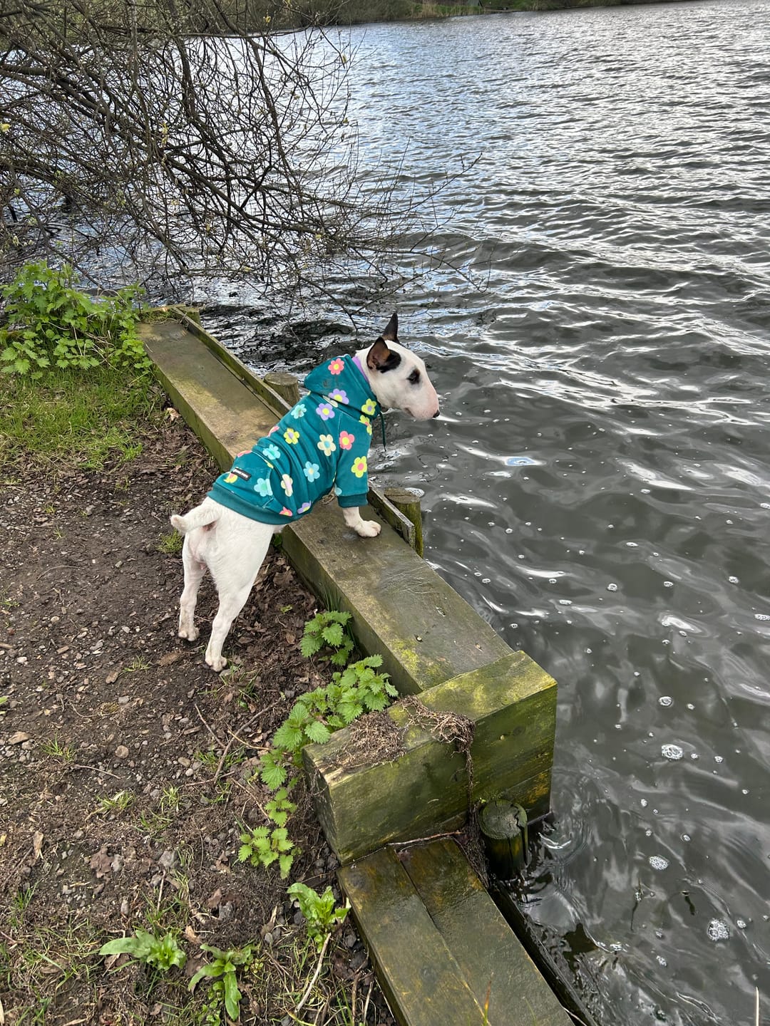Customer photo review of Daisy Dog Hoodie - Green