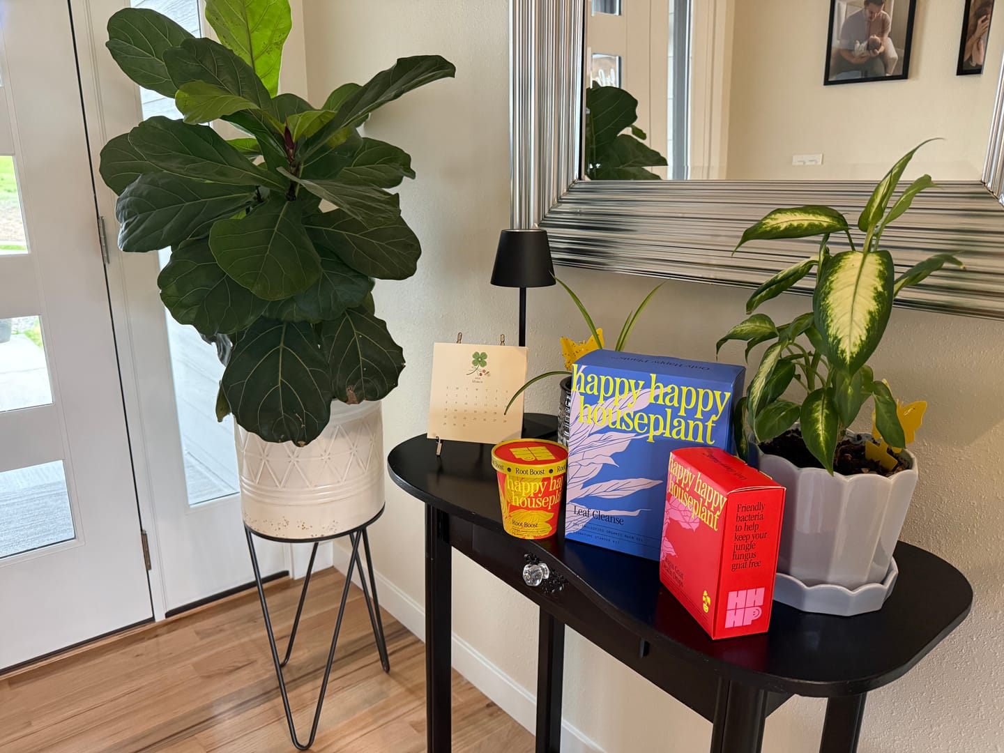Customer photo review of Fungus Gnat Death Drops