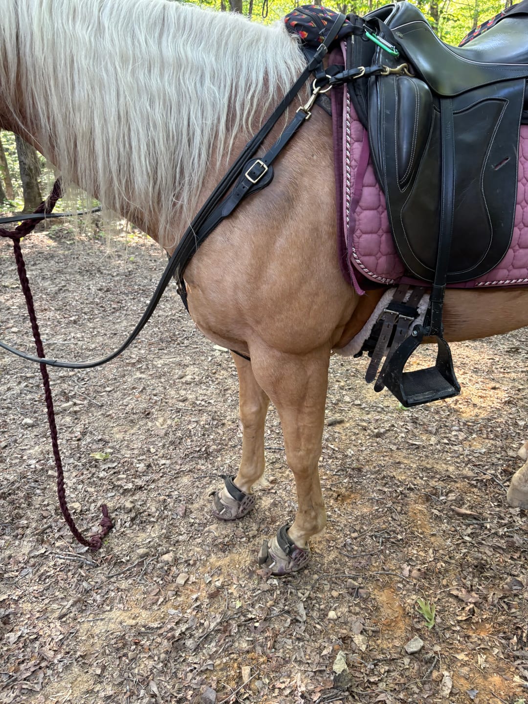 Customer photo review of Renegade® Viper Shield™ Hoof Boot - Dark Rose