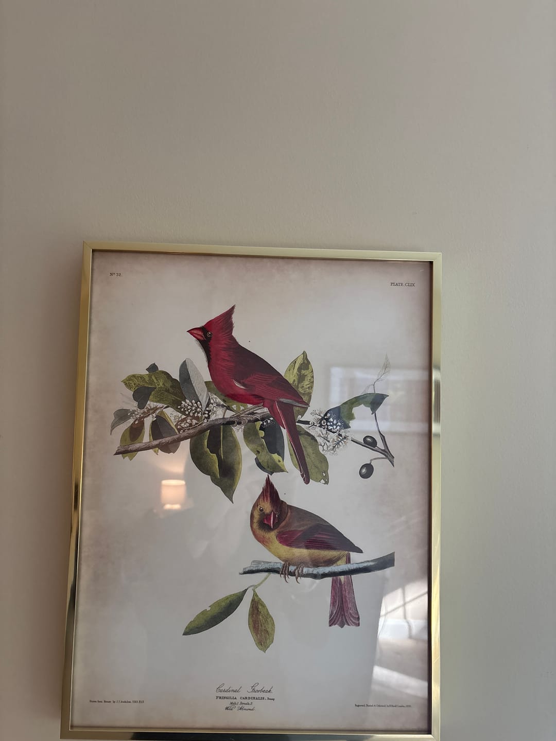 Customer photo review of Cardinal Grosbeak by John James Audubon, 1827