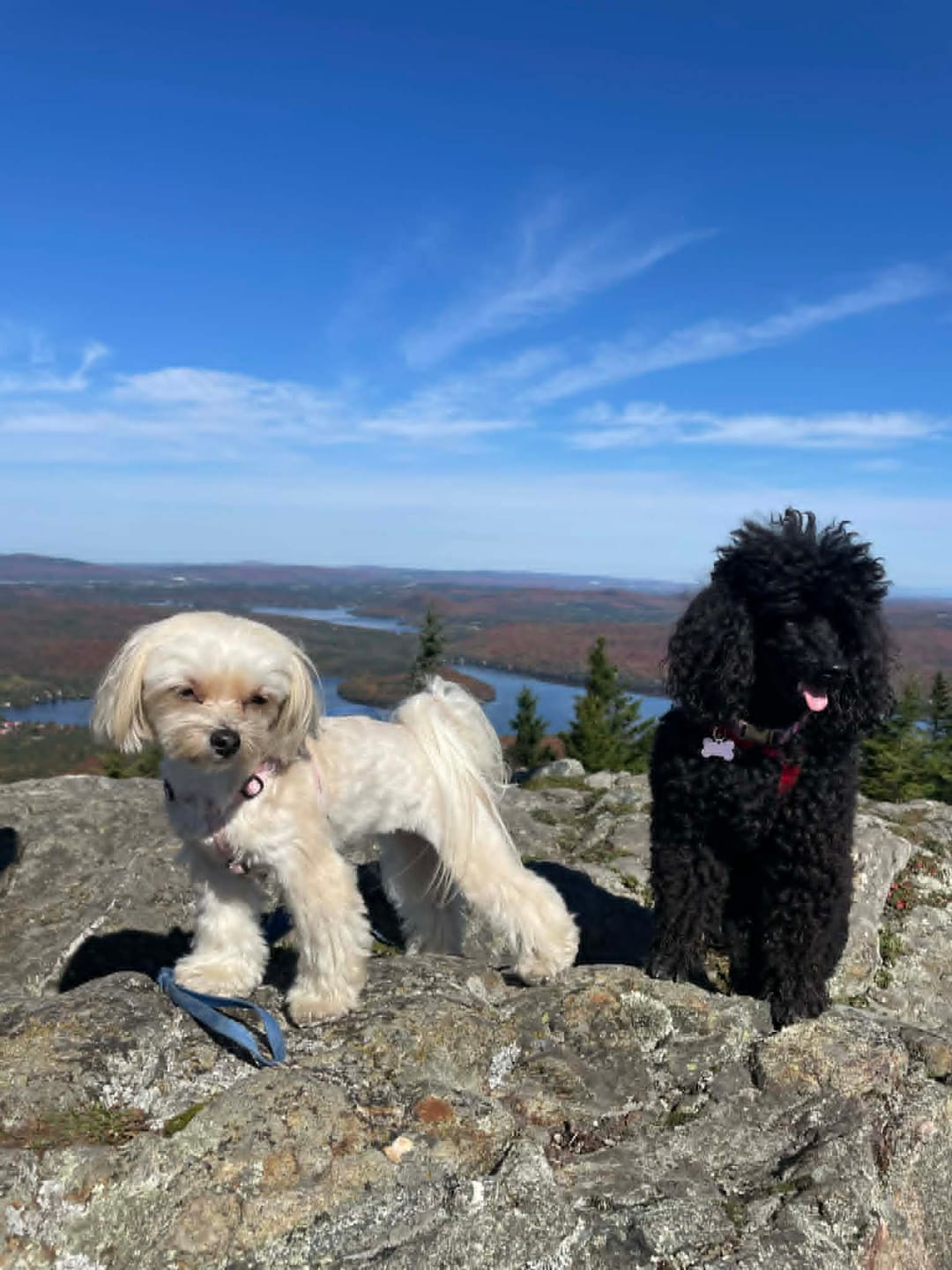 Customer photo review of TOXY (Reins, soucis urinaires, détoxication) pour chiens et chats