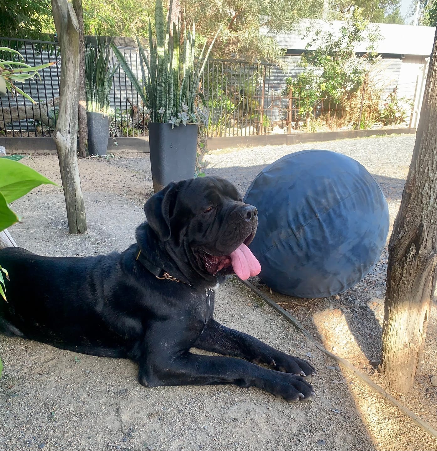 Customer photo review of Herding Ball