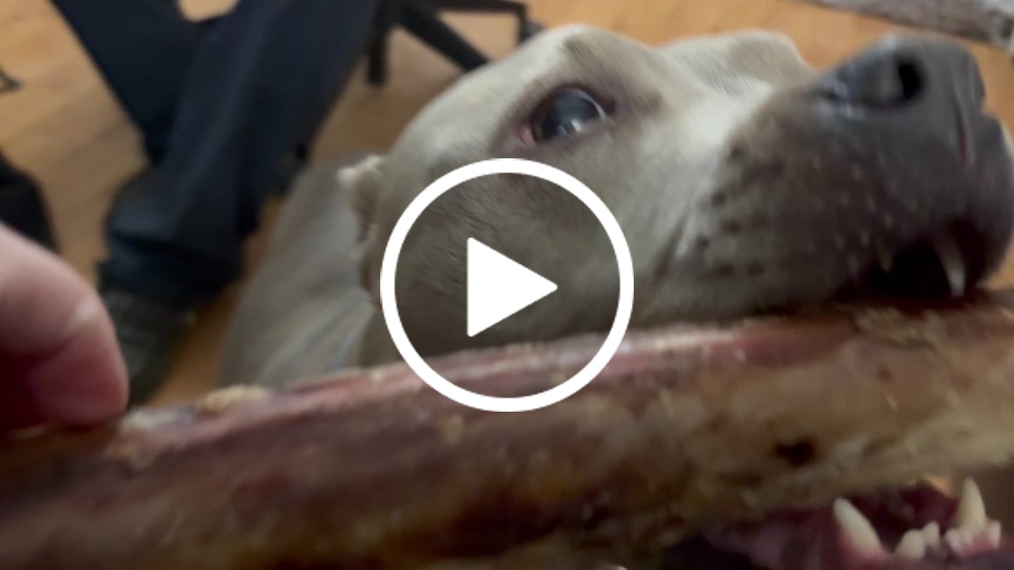 Customer video review of Ostrich Shaft Bones (11" x 2"): The Long-Lasting, Flavorful Chew for Medium to Large Dogs